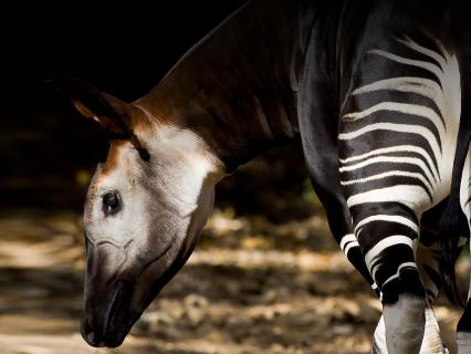 An okapi faces its striped rear toward the camera while holding its head to the left