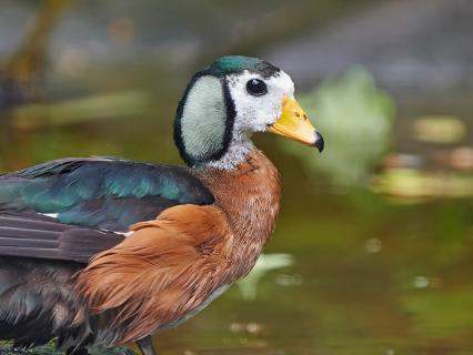 African pygmy goose enjoys a day at the lake
