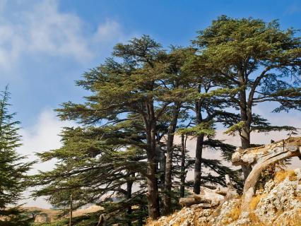 A grouping of cedars on a rocky hillside.