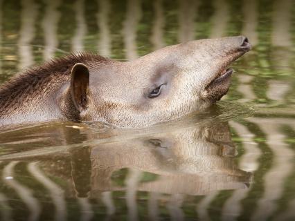 South American tapir