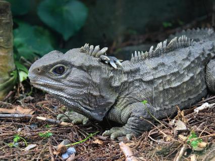Reptiles | San Diego Zoo Animals & Plants