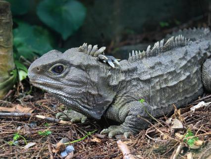 Tuatara in New Zealand forest