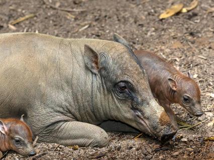 Mammals | San Diego Zoo Animals & Plants