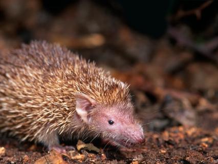 A tiny tenrec standing on soil and dried leaves.