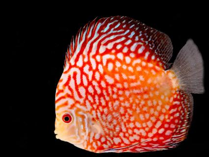 Orange discus fish cichlid