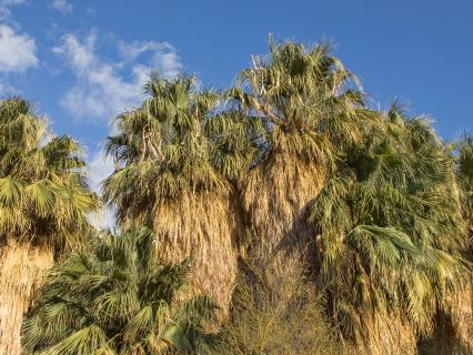 A group of California fan palms against a blue sky