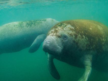 A pair of manatees floating in murky turquoise Florida bayou water