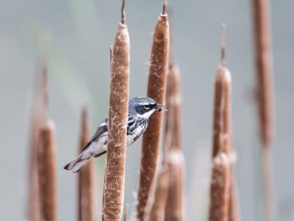 Yellow-rumped warbler with a bee in its beak sitting on a cattail in B.C. Canada