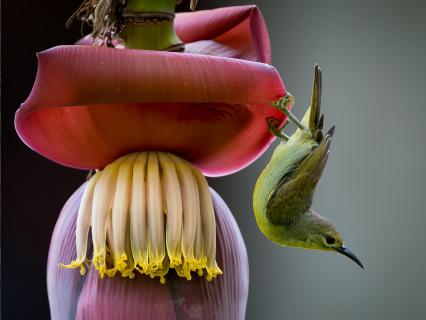 Little green sunbird on banana flower