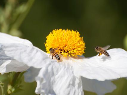 Two honeybees visiting a matilija poppy
