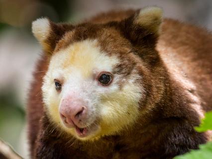 Matschie's tree kangaroo sitting on a branch, looking off to the left