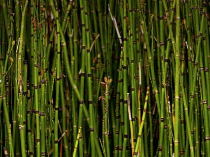 A dense growth of horsetail reed