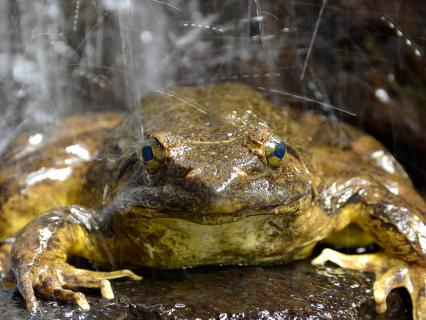 The goliath frog is normally found in and near fast-flowing rivers with sandy bottoms in the Middle African countries of Cameroon and Equatorial Guinea.