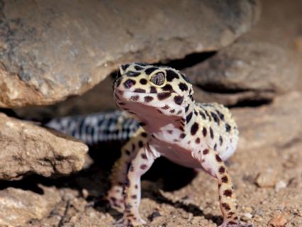 Reptile,reptiles,reptile store,reptile expo,reptile store near me,reptiles for sale,reptile gardens,reptile pets,reptile vet near me