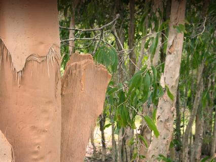 Australian paperbark tree with peeling, cork-like bark.