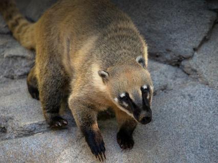 Coati climbing down a rock boulder.