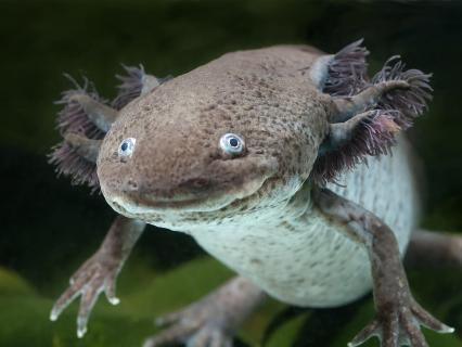 Gray axolotl floating in an aquarium.