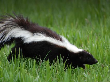 Striped skunk walking across green grass.