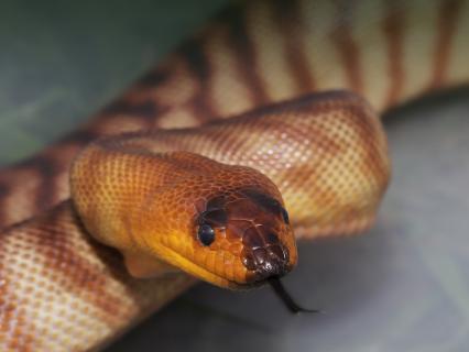Woma python
