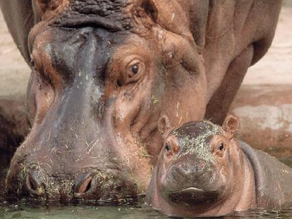 Hippo