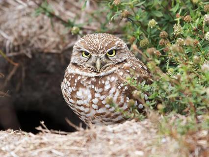 Burrowing Owl