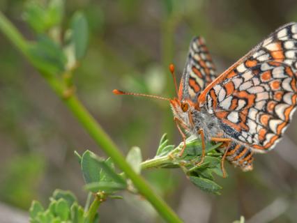 Quino Checkerspot Butterfly