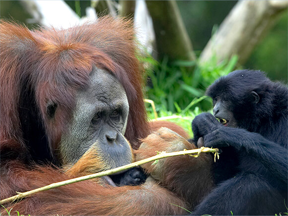 An orangutan and siamang are face to face.