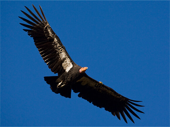 California condor in flight seen from below with background of blue sky.