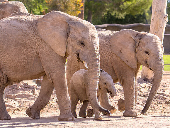 An adult female elephant with a young elephant and a baby elephant between them.