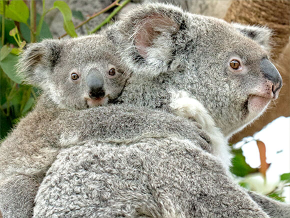koala mom with joey riding on her back