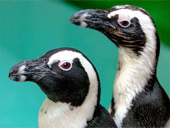 close up of two African penguins