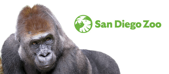 Photo of a giant panda with San Diego Zoo logo.