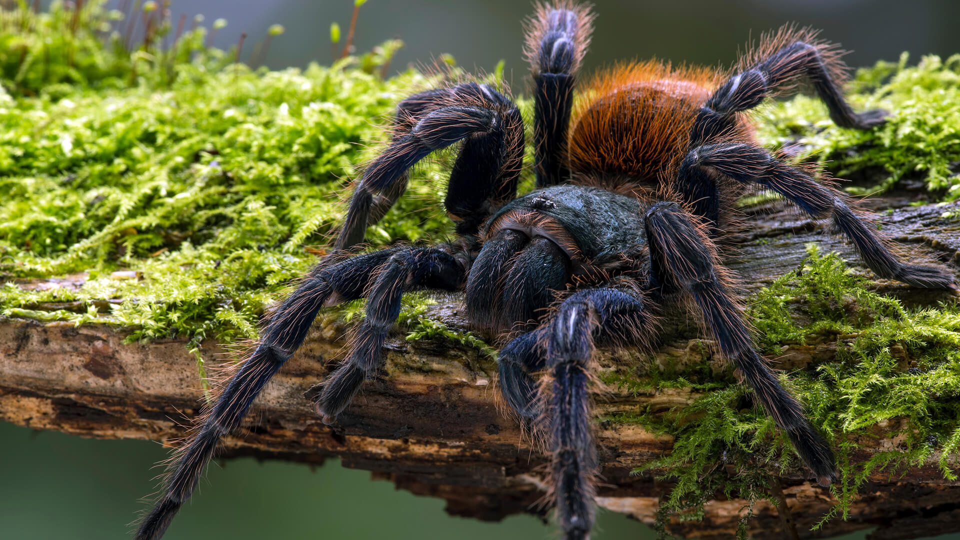 Greenbottle blue tarantula