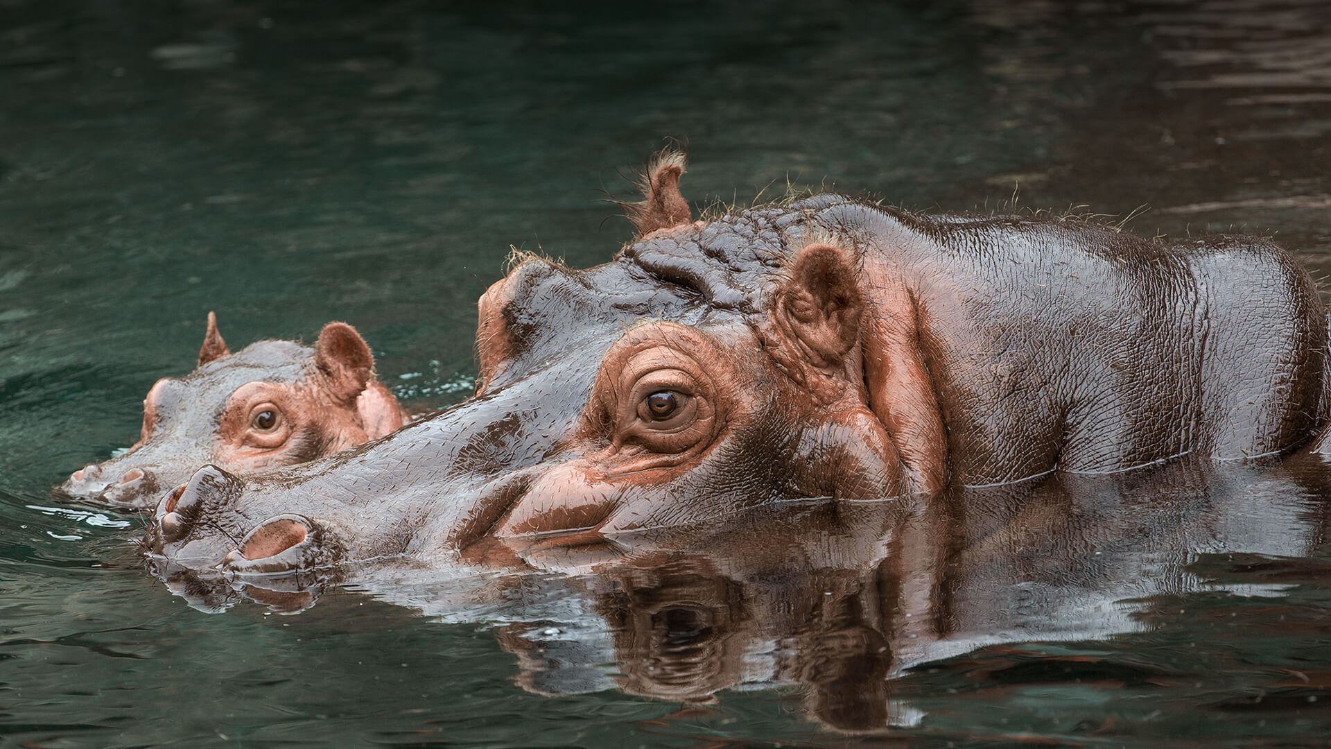 East African Hippo mother and baby half submerged in water