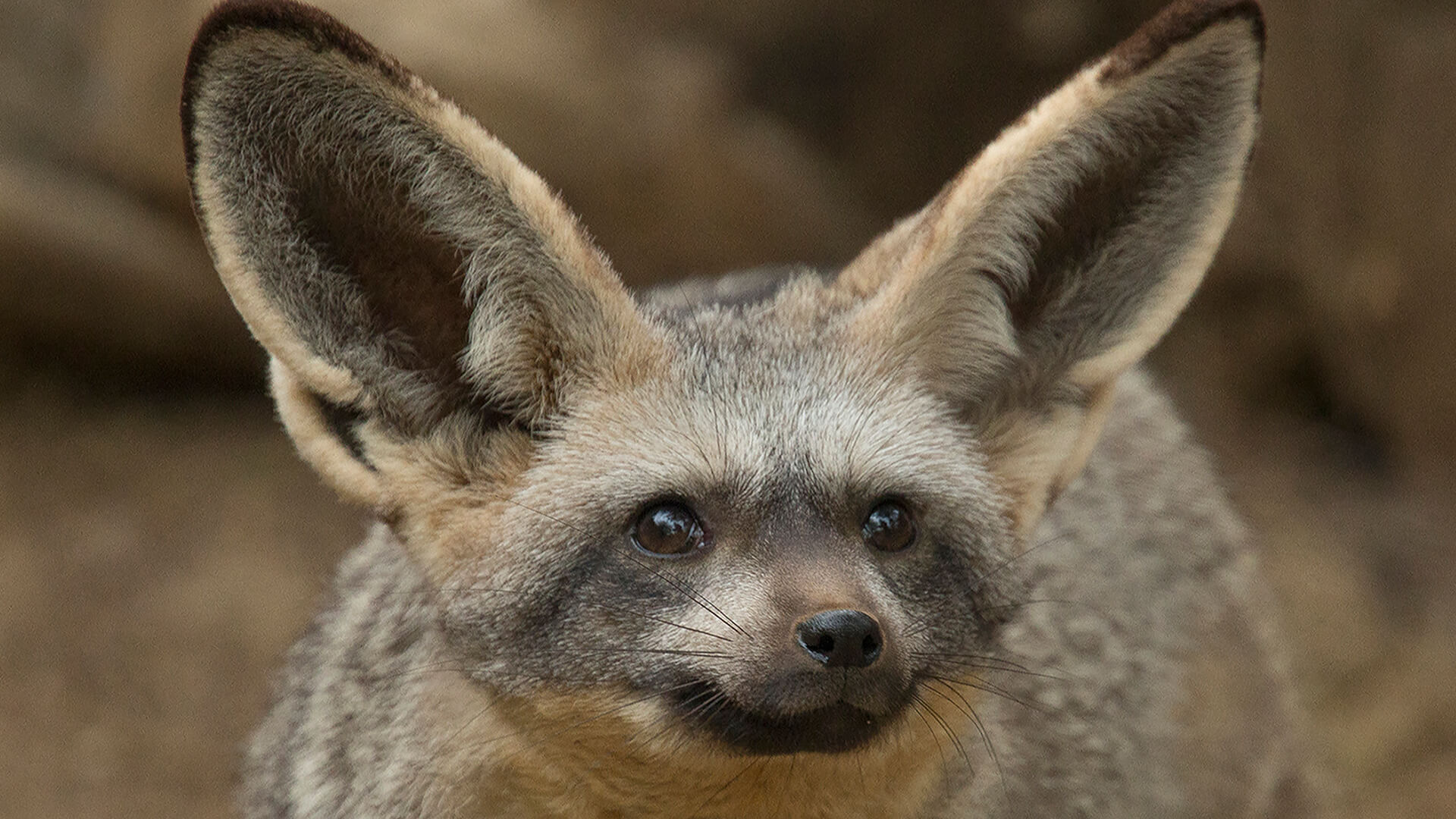 bat-eared fox