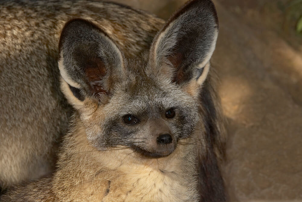 Older bat-eared fox kit with ears perked up.