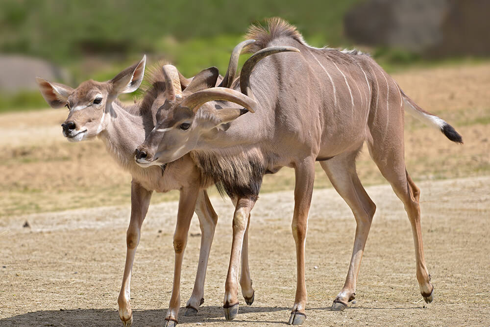 Common kudu male rubs up against the side of a female 