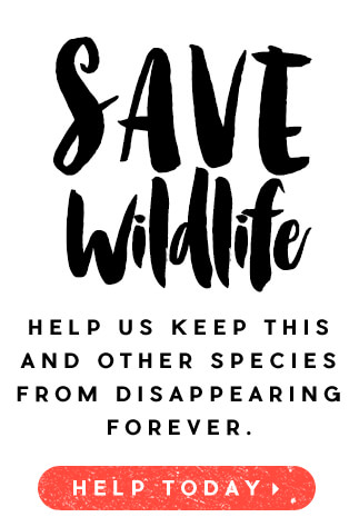 Save Wildlife. Help us keep this and other species from disappearing forever.