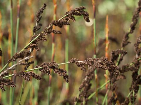 Cape Rush (Chondropetalum tectorum)