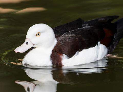 Radjah shelduck