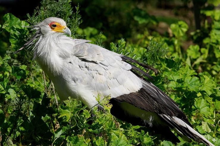 While they spend their days on the ground, secretary birds are good fliers. They nest and roost high up in acacia trees at night.