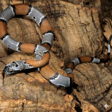 The gray-banded king snake seems to prefer rodents to other snakes, for a meal.