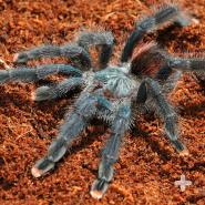 Pink toe tarantula